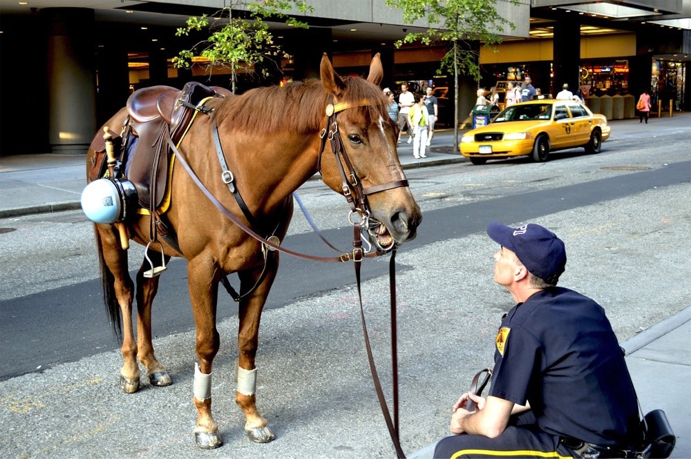 NYPD Mounted Unit, New York.
