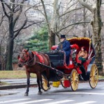 Horse Drawn Carriage, Central Park, New York.