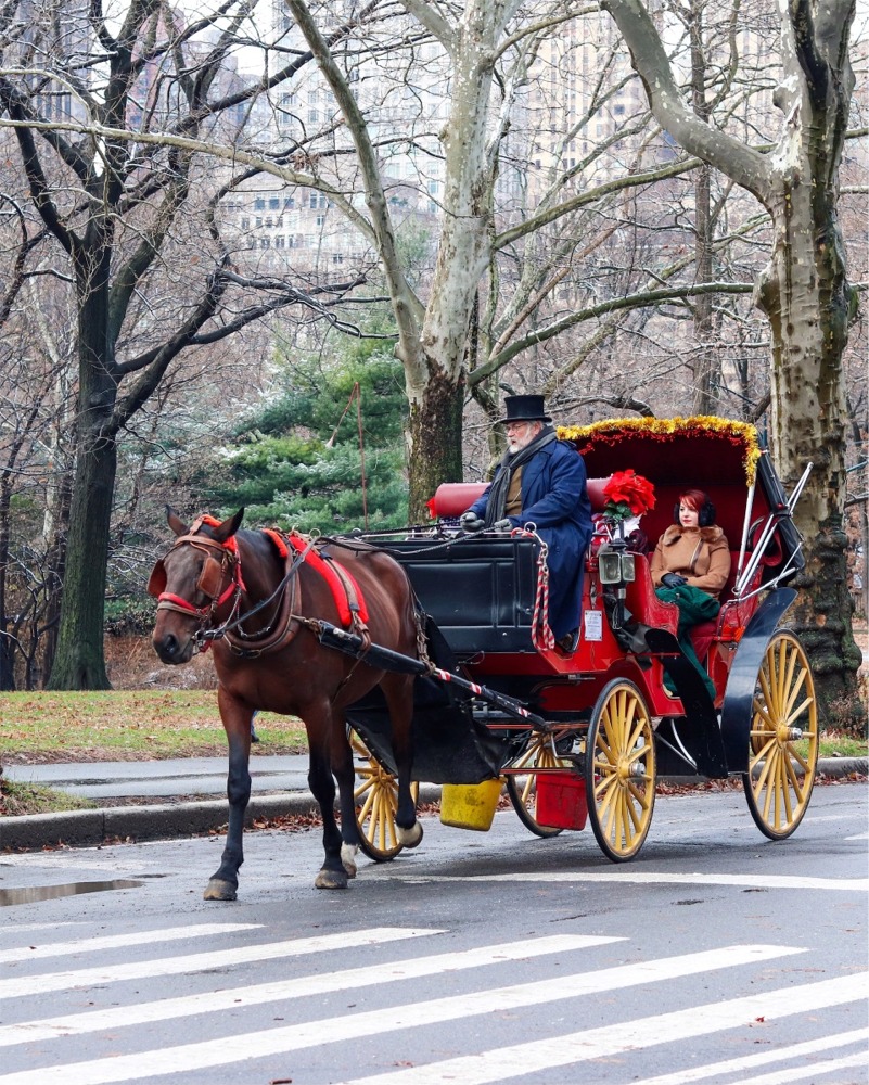 Horse Drawn Carriage, Central Park, New York.
