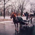 Horse Drawn Carriage, Central Park, New York.