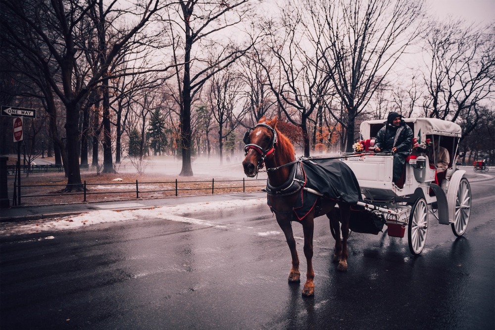 Horse Drawn Carriage, Central Park, New York.
