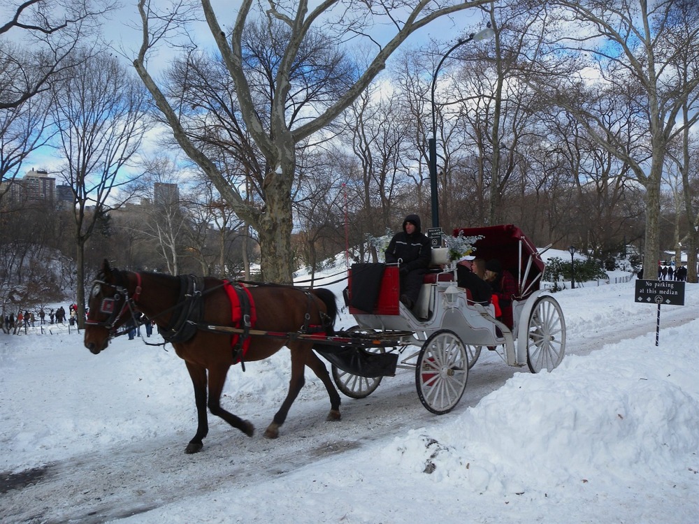 Horse Drawn Carriage, Central Park, New York.